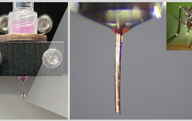 Komarce mrzimo zbog njihovog alata za sisanje krvi, no znanstvenici su otkrili da se isti može upotrijebiti na čudesan način