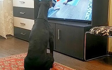 Može li i vas pas izvesti ovo? Oduševio vlasnike, a ni gledatelji nisu ostali ravnodušni