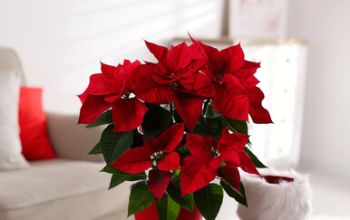 Greška koju radimo čim kupimo ovaj cvijet, lako se može izbjeći