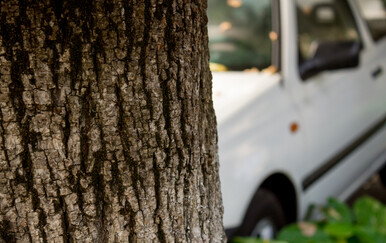 Ilustracija: automobil udario stablo