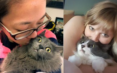 Mačke i selfiji (Foto: sadanduseless.com)