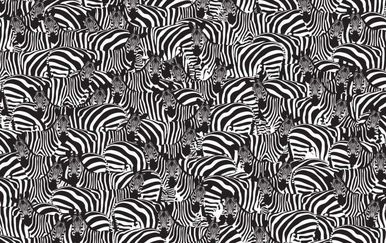 Zebre i klavijatura (Foto: Twitter)