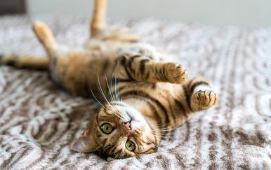 Purina ProPlan za kvalitetniji život mačke
