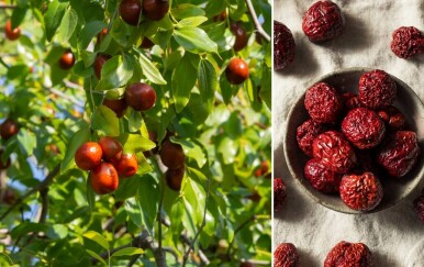 Žižula: Jesenska voćka puna vitamina C koja je eliksir za imunitet, stres i probavu | Kreni zdravo!