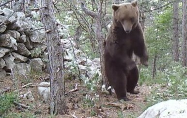 Medvjed u NP-u Sjeverni Velebit