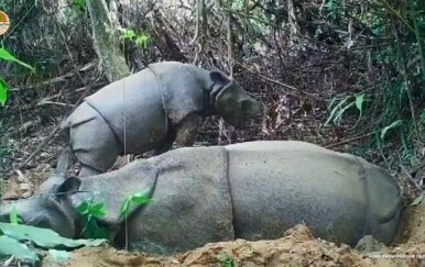 Ugroženi javanski nosorozi dobili mladunče