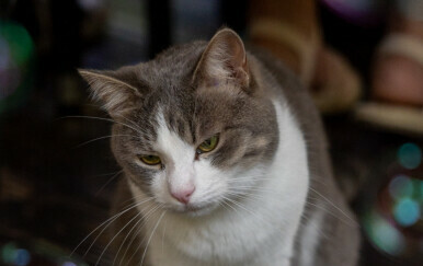 Mace s oznakom na uhu žive i u zagrebačkom Cat Caffeu