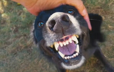 Strava u Solinu: Psi istrčali iz boksa i napali troje ljudi, među ozlijeđenima i maloljetnice