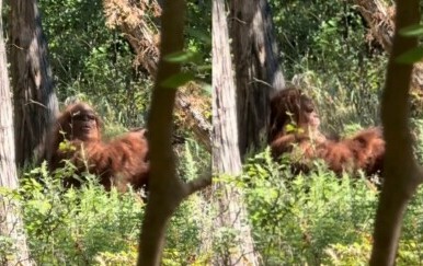 Snimka bića nalik Bigfootu kako sjedi u šumi