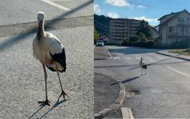 Ozlijeđena roda kako šeta ulicom