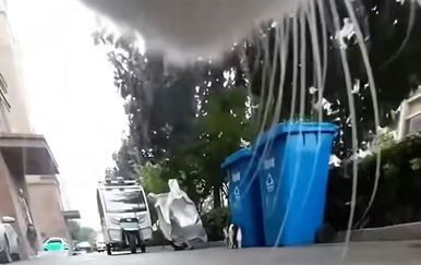 Što kućne mačke rade kad pobjegnu iz kuće? Jedan vlasnik otkrio i podijelio snimku
