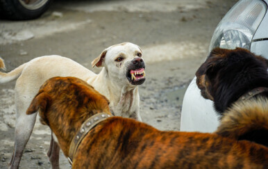 Psi lutalice, ilustracija