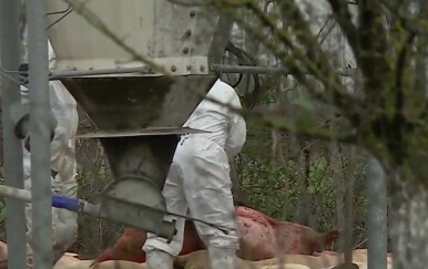 Jezivi krikovi, usmrćivanje i odvlačenje životinja. O ovom dijelu posla nitko ne priča: "Nakon eutanazija često imaju problema sa snom"