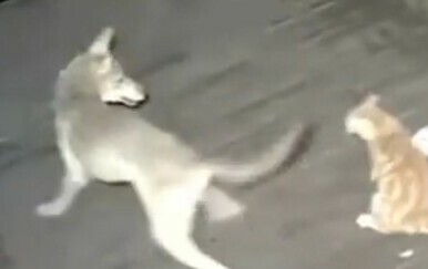 Kamera snimila obračun na trijemu, mačka se odlično snašla
