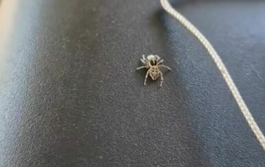 Obračun iz životinjskog carstva postao hit, pogledajte samo tu lukavost