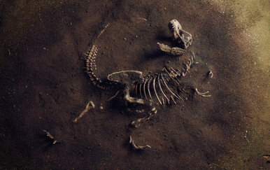 Otkriven gotovo savršen kostur jednog od najstarijih dinosaura na svijetu
