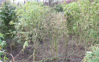 70-godišnjak uzgajao marihuanu - 2