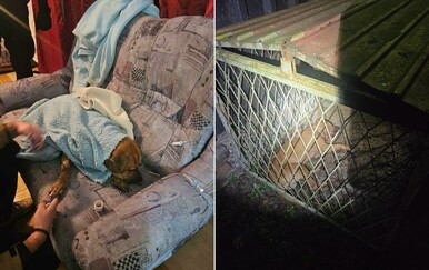 Psi za borbe u Derventi