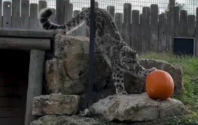 Poklonili bundevu leopardu, nisu ni slutili da će imati ovako dramatičnu reakciju