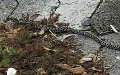 Četveroprugi kravosas