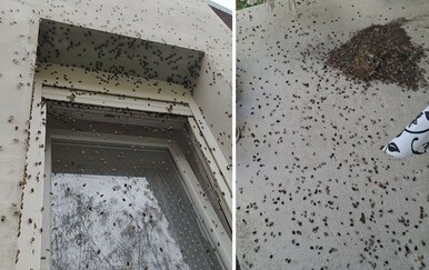 Najezda smrdljivih martina