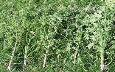 Plantaža marihuane kod Čazme - 6