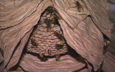 Trovanje zbog stršljena