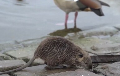 Opet problemi s glodavcima - 2