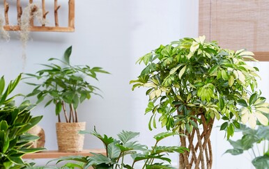 Provjereno izdržljive sobne biljke