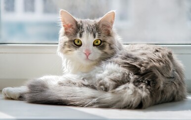 Kada je uznemirena, a kada sretna? Što vam vaša mačka poručuje s obzirom na to kako drži rep?