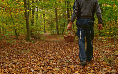 Branje gljiva, ilustracija