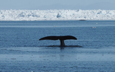 Znanstvenici otkrili molekulu koja prkosi starenju i koja dolazi iz ovog arktičkog diva