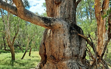 Najtvrđe drvo na svijetu Australija