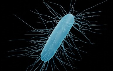Ova bakterija uzrokuje smrtonosne proljeve, češće kod žena, a širi se nakon antibiotika!