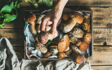 Zabavni test: Koliko jestivih gljiva možete prepoznati?