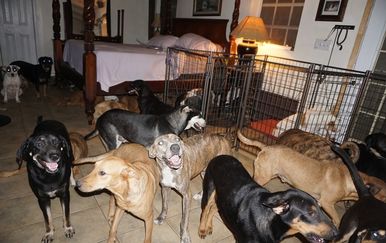 Psi u kući Chelle Phillips (Foto: Chella Phillips/Voiceless Dogs of Nassau) - 1