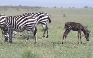 Zebra (Foto: Screenshot/Instagram)