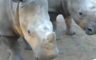 Mladunci nosoroga