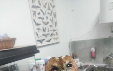 Šumska sova zapela između dva stakla - 1