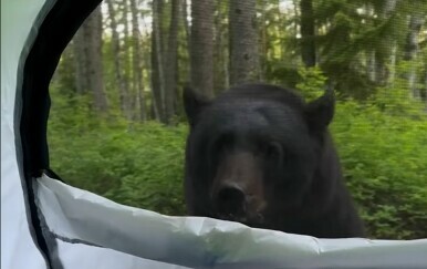 Medvjed ispred šatora