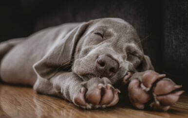 Pas u snu