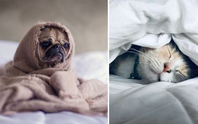 mačka i pas zamotani u posteljinu za spavanje