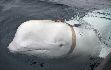 Hvaldimir, beluga špijun