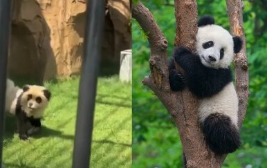 Životinja koja predstavlja pandu u zoološkom i prava panda