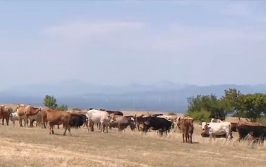 Bedrenica u Drnišu - 1