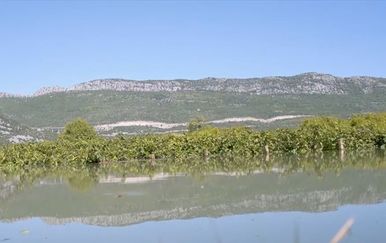 Kiša potopila vinograde - 1