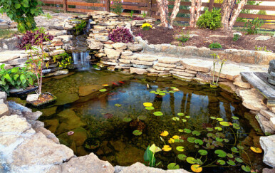 Ukrasni ribnjak, ilustracija