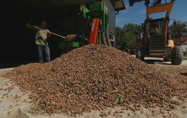 Unatoč domaćoj proizvodnji, Hrvatska i dalje uvozi stotine tisuća kilograma lješnjaka iz Turske