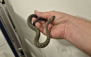 Muškarac iz Zagreba u automobilu pronašao zmiju