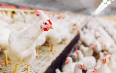 Kokoši, ilustracija